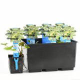 VODNE RASTLINE RUMENI BLATNIK L11