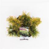 IGLAVEC RUŠJE CARSTEN'S WINTER GOLD L23