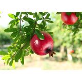 SADNO DREVJE GRANAT JABOLKO WONDERFUL L19