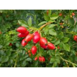 SADNO DREVJE ŠIPEK V LONCU 11.5