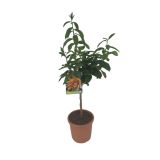 SADNO DREVO CITRUS MEDICA DIGITATA BUDDA