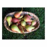 SADNO DREVO HRUŠKA DVE SORTI NA ENEM DREVESU