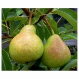 HRUŠKA STEBRIČASTA L24