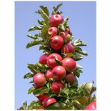 JABLANA STEBRIČASTA L24