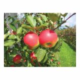 JABLANA V LONCU MALUS DOMESTICA L24