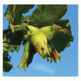 LESKA ISTRSKA DEBELOPLOD. CORYLUS AVELANA V LONCU