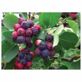 ŠMARNA HRUŠICA L11X11