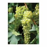 VINSKA TRTA NAMIZNE SORTE L11X11