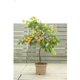 MARELICA VOLMARY BALKONSKA L17