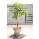 MANDELJ VOLMARY BALKONSKI L17