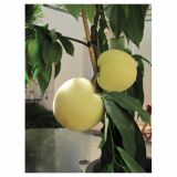 BRESKEV VOLMARY BELA BALKONSKA L17