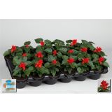 SEZONSKA RASTLINA SALVIJA RDEČA L9