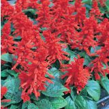 SEZONSKA RASTLINA SALVIJA RDEČA L9