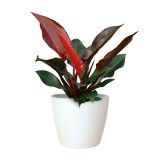 PE NOTRANJI LONEC SAN REMO GLOSSY BEL 14 CM