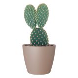 PE NOTRANJI LONEC SAN REMO MAT TAUPE 25CM