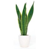 TAŠČIN JEZIK TRIF.LAURENTI 10+ L21