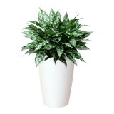 PE NOTRANJI LONEC SANTORINI VISOK BEL 78CM