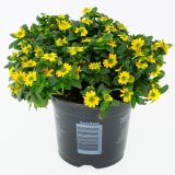 SEZONSKA RASTLINA SANVITALIA L11