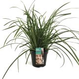 TRAVE ŠAŠ CAREX MORROWII ICE DANCE L17