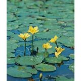 VODNE RASTLINE ŠČITASTOLISTNI PLAVČEK L 11