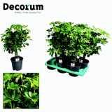 ŠEFLERA COMPACTA L17