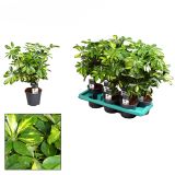 ŠEFLERA GOLD CAPELLA L14