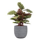 KERAMIČNI NOTRANJI LONEC SELENE 20 CM SIV