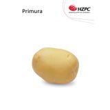 SEME KROMPIRJA PRIMURA 2.5 KG