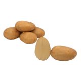 SEME KROMPIRJA SEMENARNA 7 FOUR 7 SREDNJE ZGODEN