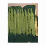 SEME STROČNIC VISOK FIŽOL PEROLAR