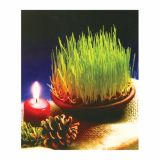 SEMENA CVETOČIH RASTLIN HORTER BOŽIČNO ŽITO V SKLEDICI