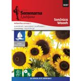 SONČNICA SEMENARNA WAOOH M.V. MEDITERAN 3697