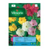 SEMENA CVETOČIH RASTLIN VILMORIN NAVADNA NOČNA FRAJLA MEŠANICA