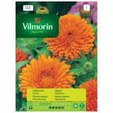 OGNJIČ VILMORIN ORANŽEN