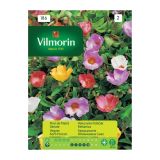 SEMENA CVETOČIH RASTLIN VILMORIN VELECVETNI TOLŠČAK MEŠANICA