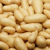 SEMENSKI KROMPIR SEMENARNA KIFELJČAR (CELTIANE) 5KG 25-30 MM