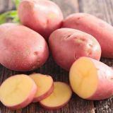 SEMENSKI KROMPIR SEMENARNA RED LADY 5KG 35-55 MM