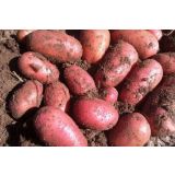 SEMENSKI KROMPIR SEMENARNA RED LADY 5KG 35-55 MM