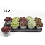 NETRESK SEMPERVIVUM MIX L12