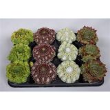 NETRESK SEMPERVIVUM MIX L9