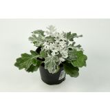 ENOLETNICA SENECIJA L11