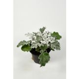 ENOLETNICA SENECIJA L11