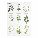 SERVIETNA, DECOUPAGE TEH. RAYHER DECOUPAGE PAPIR RIŽEV A4 ZELIŠČA