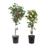 SEZONSKA RASTLINA ABUTILON MIX NA STEBLU