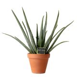 SEZONSKA RASTLINA ALOJA