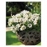 MIX JESENSKIH RASTLIN ALSTROMERIA X HYBRIDA INTICHANTA 19 CM