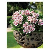 MIX JESENSKIH RASTLIN ALSTROMERIA X HYBRIDA INTICHANTA 19 CM