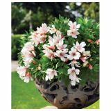 MIX JESENSKIH RASTLIN ALSTROMERIA X HYBRIDA INTICHANTA 19 CM