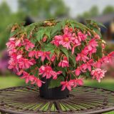 BEGONIJA BALKONSKA FUNKY PINK L12