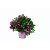 VRTNICA BALKONSKA LILLY ROSE WONDER L12